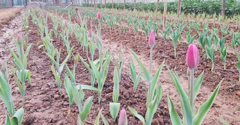 ফের টিউলিপ ফুটল দেলোয়ারের বাগানে