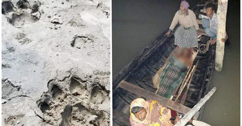 তিন প্রজন্মকে খেল সুন্দরবনের বাঘ