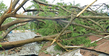 মধ্যরাতে ঝড়ে গাছচাপায় প্রাণ গেল দম্পতির, বেঁচে গেল নাতি