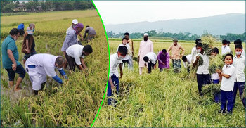 কৃষকের পাশে শিক্ষার্থী-ছাত্রলীগ-যুবলীগ