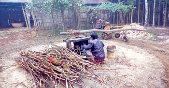টিকে থাকার লড়াইয়ে মিটিপুুর গ্রামের আখচাষিরা