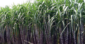 আখের ৪৮ জাত উদ্ভাবন করেছে বিএসআরআই