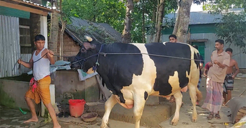 কোরবানির হাট কাঁপাবে শেরপুরের ‘সুলতান’