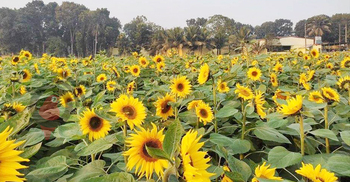 ফরিদপুরে মুগ্ধতা ছড়াচ্ছে সূর্যমুখীর হাসি