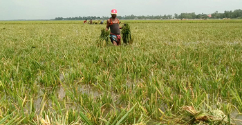ধলেশ্বরী নদীর পানি বেড়ে তলিয়ে যাচ্ছে হাওরের ধান