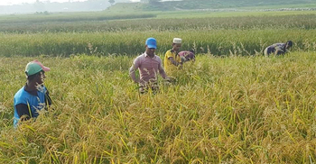 মাঠভরা সোনালী ধান নিয়ে শঙ্কায় হাওরের কৃষকরা