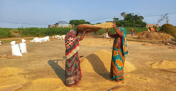 হাওরে ধানের বিপ্লব, ঘরে তুলেও খুশি নন কৃষক