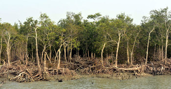 বন বিভাগের তালিকায় সাড়ে ৪ হাজার ভাঙা গাছ, বাস্তবে কয়টি?