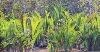 সুন্দরবন বাঁচিয়ে দিল বাংলাদেশকে