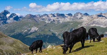 Swiss to vote in pesticide ban referendum