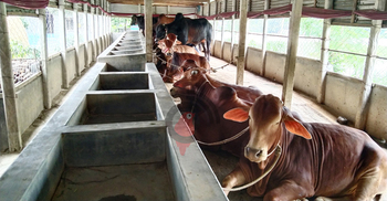 টাঙ্গাইলে চাহিদার চেয়ে কোরবানির পশু বেশি