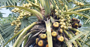 তালায় তালগাছ থেকে পড়ে প্রাণ গেল ব্যক্তির