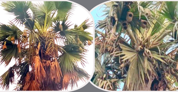 হারিয়ে যাচ্ছে তালগাছ, বিলুপ্তির পথে বাবুই পাখি