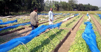 রংপুরে নিরুৎসাহিত করা হলেও বন্ধ হচ্ছে না তামাক চাষ