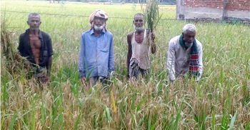 ধান গবেষণা প্রকল্পের ধানে ব্লাস্টের থাবা!