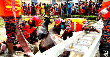 এক ঘণ্টার চেষ্টায় চোরাবালি থেকে গাভি দুটি উদ্ধার