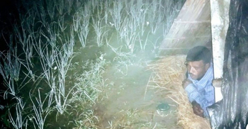 পেঁয়াজের বাম্পার, সারারাত জেগে ক্ষেত পাহারা দেন কৃষকরা