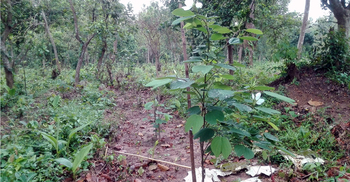 মধুপুর গড়ে বৈচিত্র্যময় ‘আরবোরেটাম’