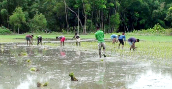 বন্যায় সব শেষ, এরপরও আবাদ না করলে খাব কী?