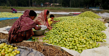 অধিক লাভের আশায় কেমিক্যাল দিয়ে পাকানো হচ্ছে টমেটো