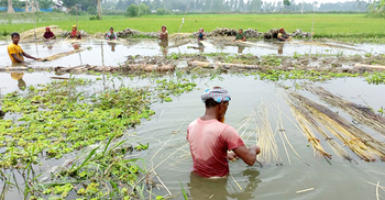 তাড়াশে পানির অভাবে পাটজাগ দিতে ভোগান্তি কৃষকদের