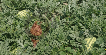 কৃষকের গলায় বিঁধে আছে তরমুজ