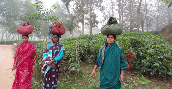 শীতে কাঁপছে চা বাগানগুলো, রোগে ভুগছেন শ্রমিকরা