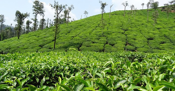 বিশ্ববাজারে বাড়ছে চায়ের দাম, দেশে ক্রেতা নেই