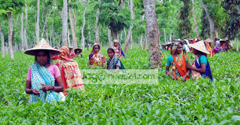 ছুটি না থাকায় বিপাকে চা শ্রমিক ভোটাররা