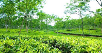 National Tea Day today