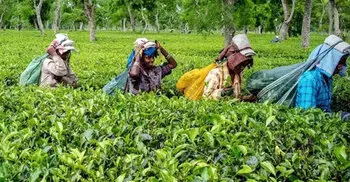 Here’s why Indian Tea is being rejected by global buyers