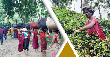 করোনা ছুঁতে পারেনি চা শিল্পকে