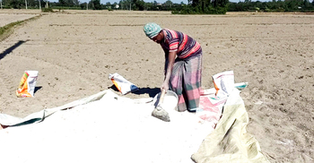 ঠাকুরগাঁওয়ে সার নিয়ে বিপাকে আলুচাষিরা