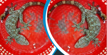 ফরিদপুরে ‘শত কোটি’ টাকা দামের ১৩ ইঞ্চি লম্বা তক্ষক উদ্ধার