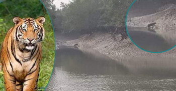 ৮ বছর পর লোকালয়ের কাছে বাঘ