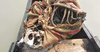 সুন্দরবনে মৃত বাঘের দেহাবশেষ উদ্ধার