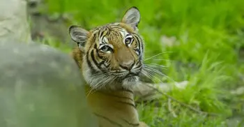 Tiger at US zoo tests positive for coronavirus
