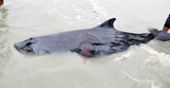 বাংলাদেশে নতুন তিমির সন্ধান