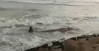 বিরল ঘটনা, সাগর থেকে কক্সবাজার সৈকতে উঠে এলো তিমি