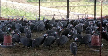 করোনায় লোকসানের মুখে ফরিদপুরের একমাত্র তিতির খামার