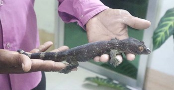 মাদক কারবারি ধরতে গিয়ে তক্ষক উদ্ধার