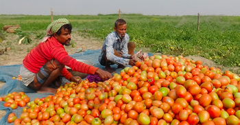 চাষিদের ওপর খাড়ার ঘাঁ এখন টমেটোর দাম
