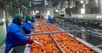 PRAN sets to procure 20,000 metric tons of tomatoes