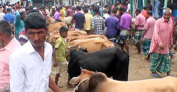 ‘করোনা-বন্যার থেকেও বেশি ক্ষতি করছে ভারতীয় গরু’