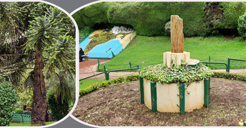 উটিতে ২ কোটি বছর আগের গাছের ফসিল, বানর না চড়তে পারা বিরল গাছ