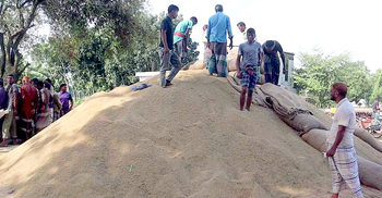 নওগাঁয় ধানের দাম বাড়লেও দুশ্চিন্তা কাটছে না কৃষকের
