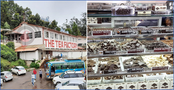 পর্যটনের ধারণা বদলে দিচ্ছে উটির চা-চকলেট, শ্রীমঙ্গল কেন পিছিয়ে