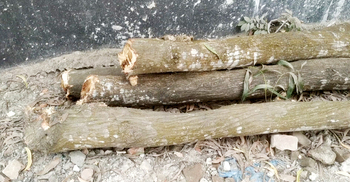 অনুমোদন ছাড়াই অফিস চত্বরের গাছ কাটলেন সরকারি কর্মকর্তা