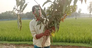 গভীর রাতে কেটে দেয়া হলো ১৮০ আমগাছের চারা