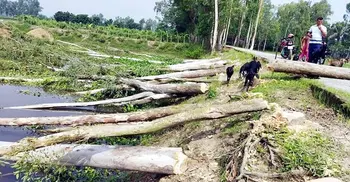 ‘নিজের দাবি করে’ সরকারি রাস্তার গাছ কাটছিলেন প্রভাবশালী, অতঃপর...